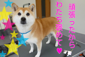ブログ用15