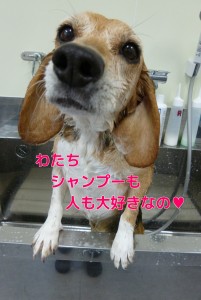 ブログ用17