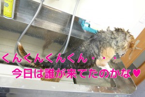 ブログ用20