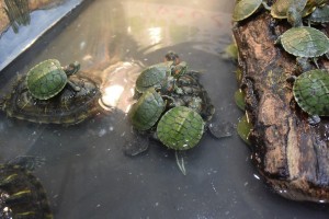 カメ