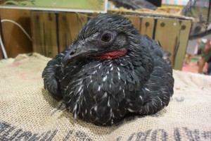 黒トリ